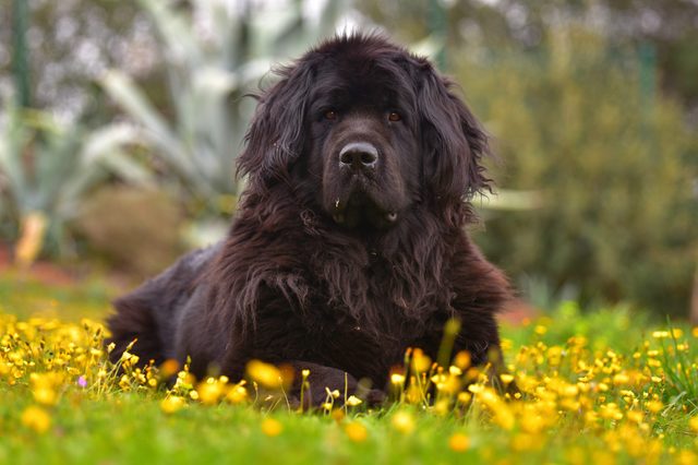 A black fluffy dog lies on a field of yellow flowers, surrounded by blurred greenery in the background.