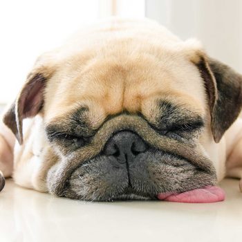 A pug sleeps with its tongue out, resting on a shiny floor in a brightly lit room.
