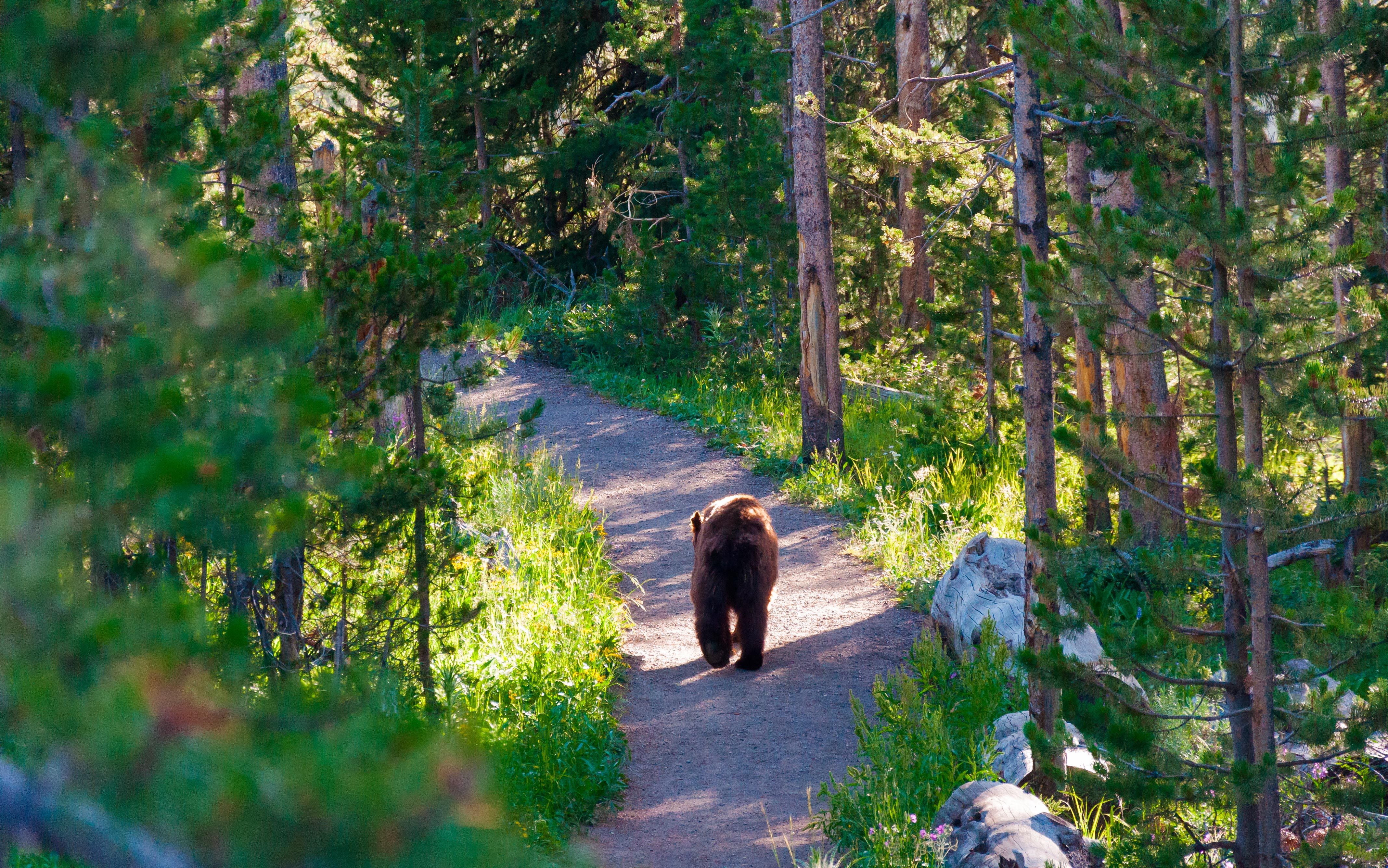 american black bear walking away through the forest