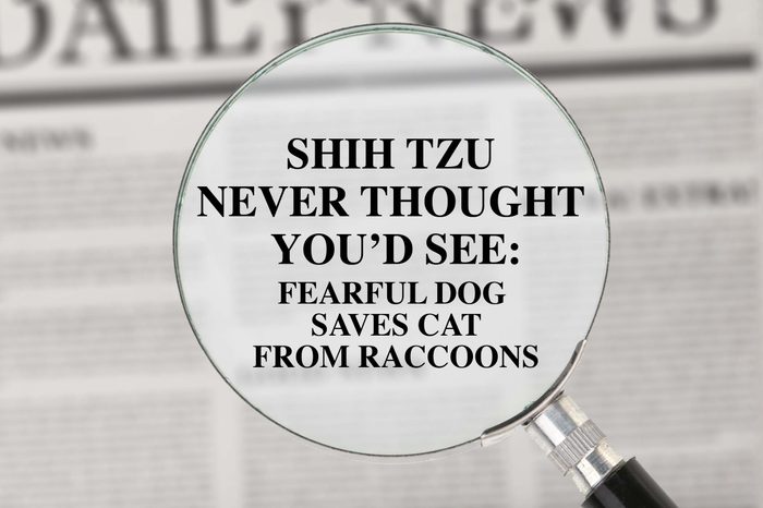 punny newspaper headline