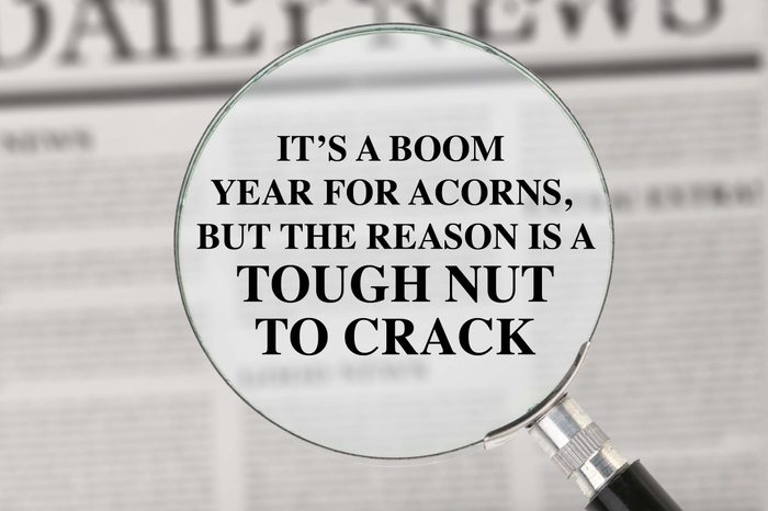 punny newspaper headline