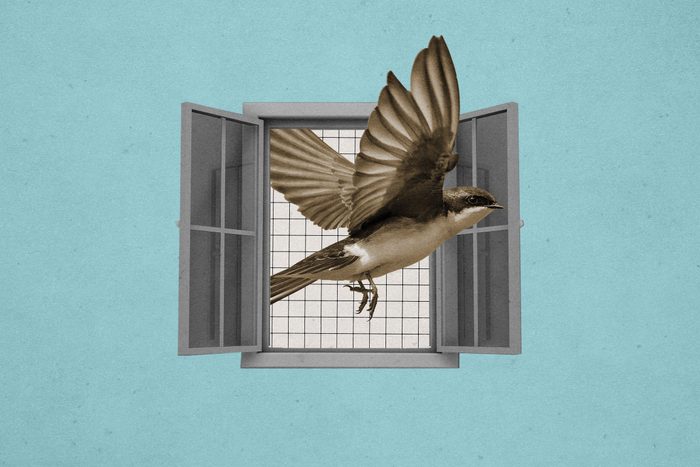 Birdisword