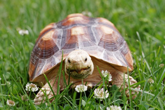Cute turtle crawling on the green grass