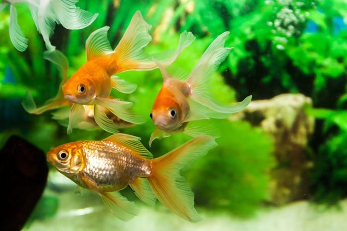 Gold Fish in fresh water aquarium