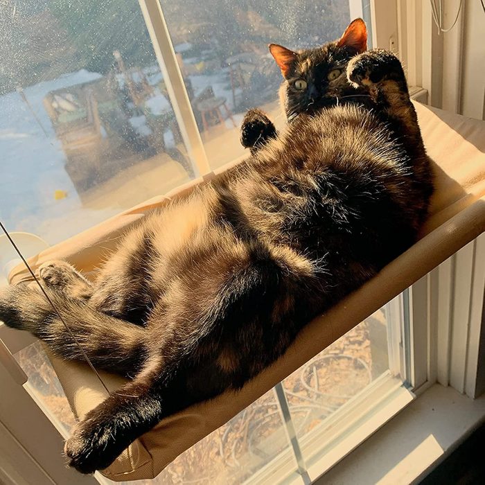 Cat lying relaxed on a beige perch by a sunny window, with outdoor snowy scene visible through the glass.