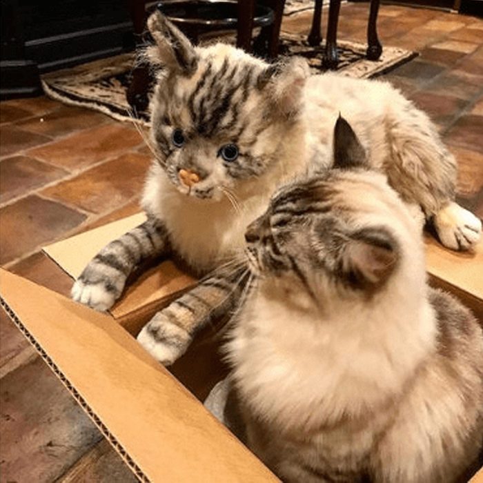 Stuffed toy cat sits inside a cardboard box alongside a real cat, placed on a tiled floor indoors.