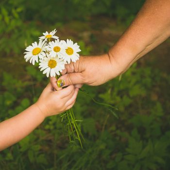 Hands exchanging daisies, surrounded by green foliage.