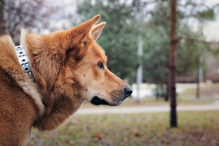 Redhead big dog, portrait. Mixed with Akita inu