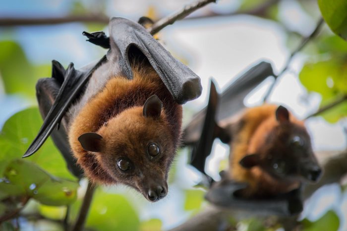Fruit Bats