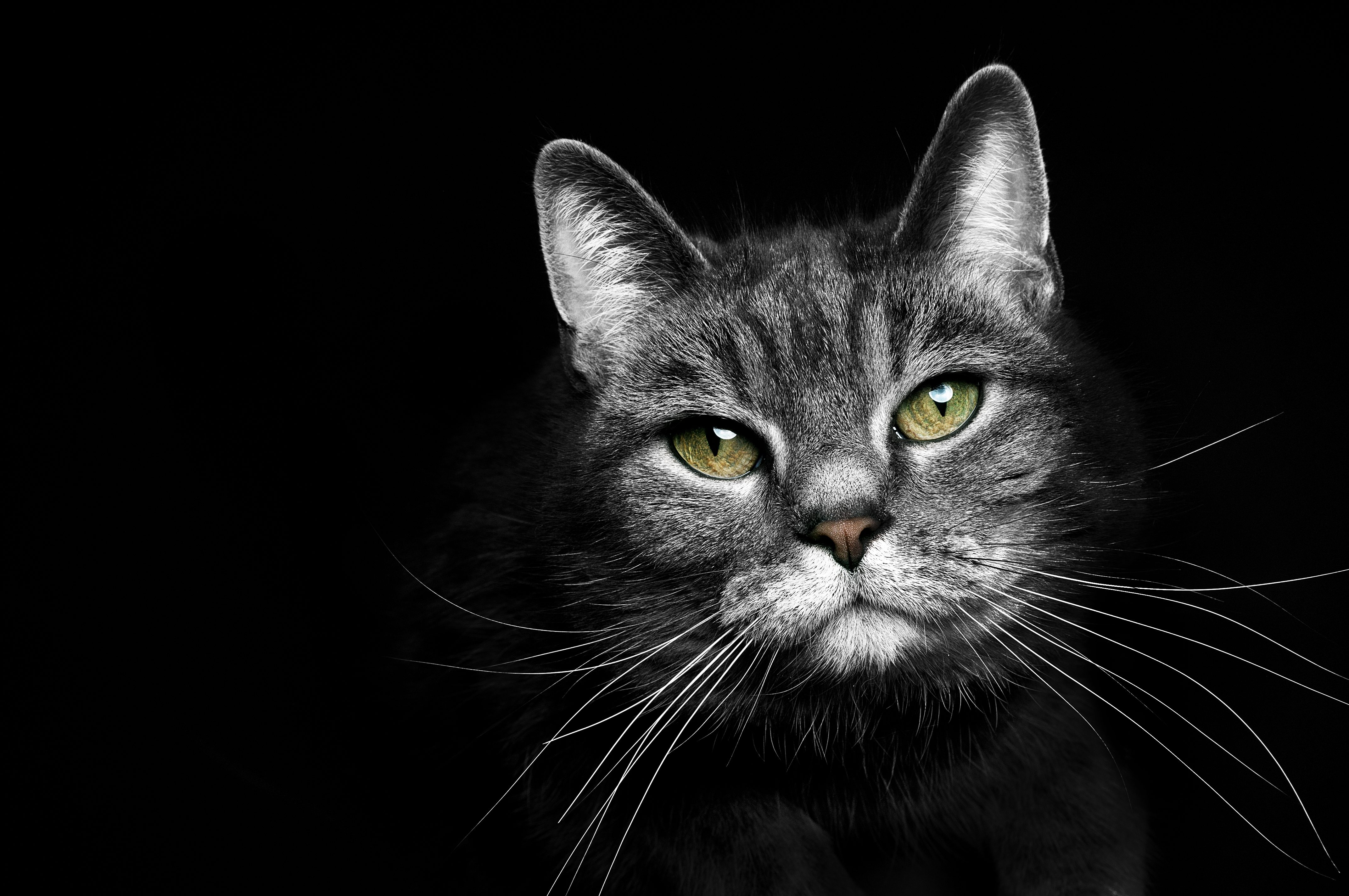 A cat stares intently with vivid green eyes in a dark, shadowy background.
