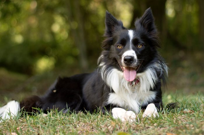 A loving and peaceful border collie puppy relaxes in the grass