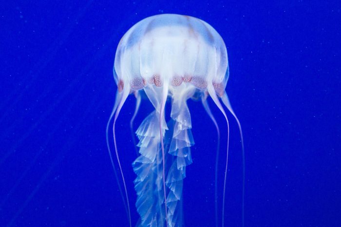 Box Jellyfish