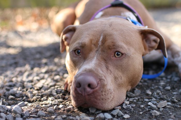 Pitbull dog at dog park. 