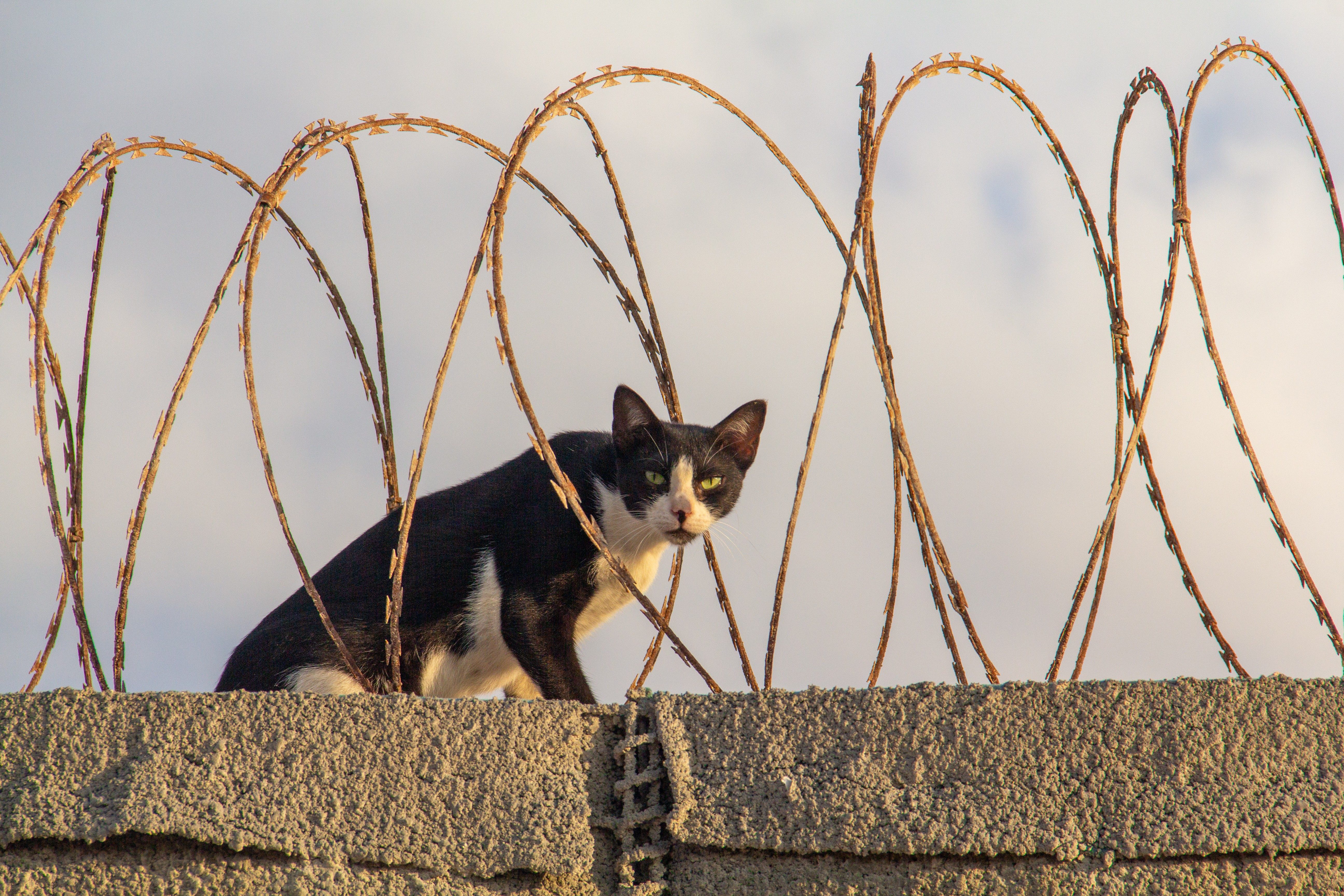 A cat stands on a concrete wall surrounded by barbed wire loops, against a cloudy sky.