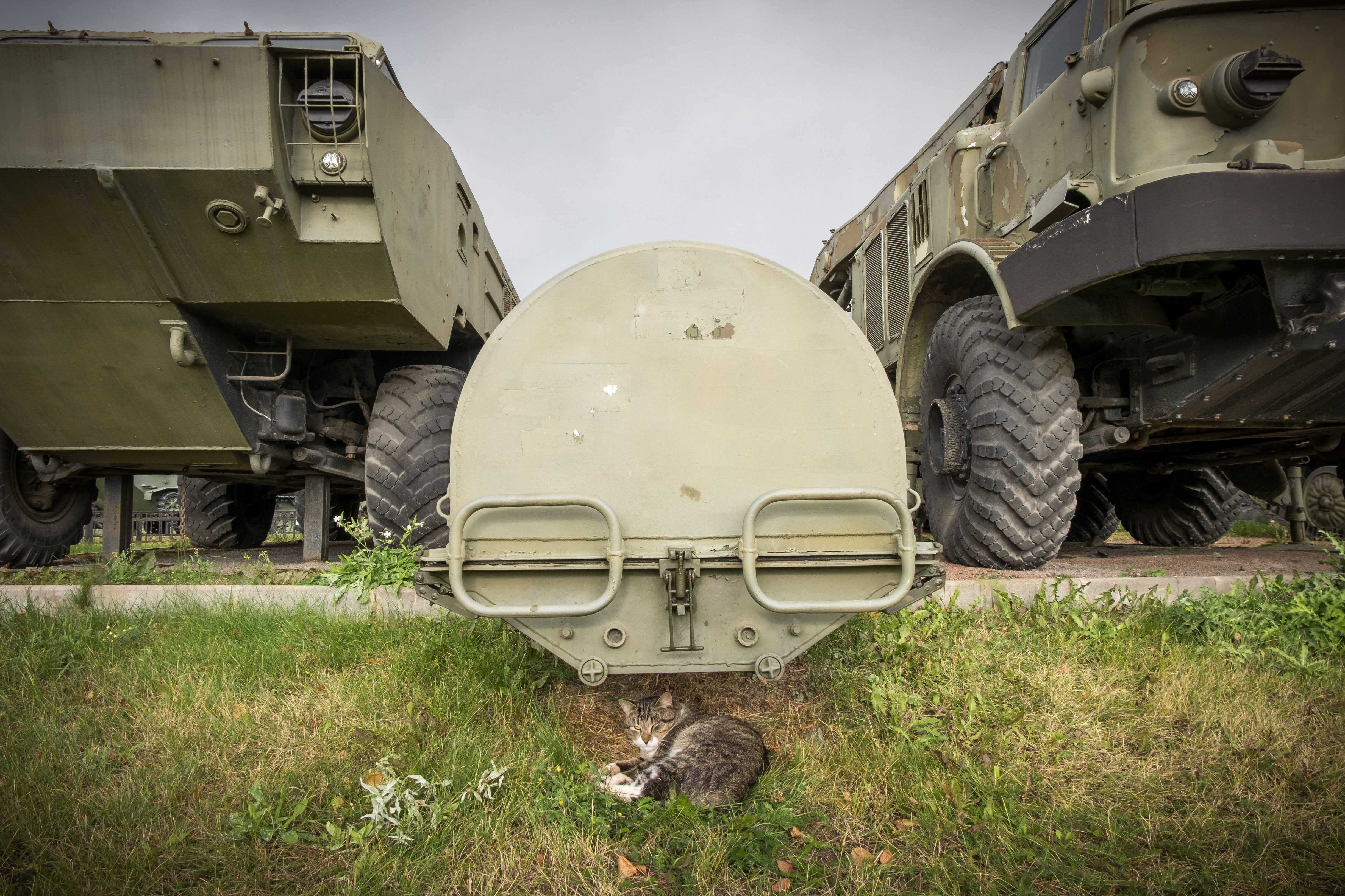 Cat lies beneath a large military vehicle, surrounded by green grass and shrubbery, between two parked armored trucks.