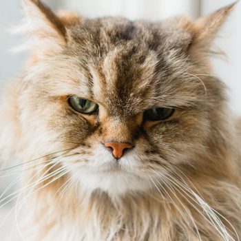 Fluffy cat staring intensely, surrounded by a blurred indoor setting.