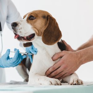 A beagle receives a vaccination from a veterinarian wearing blue gloves, while another person holds the dog, in a clinical setting.
