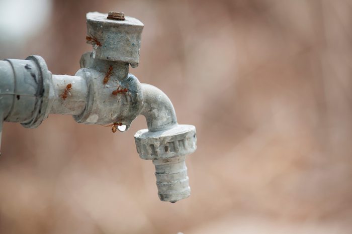 The old faucet in the garden has leaked water droplets with red ants coming to eat in the summer.