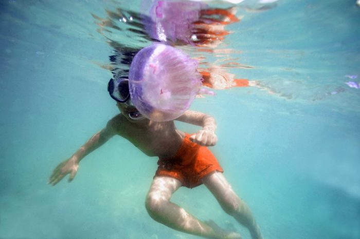 swimming with jellyfish