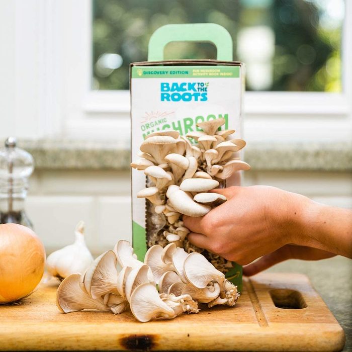 Mushrooms are being harvested from a 