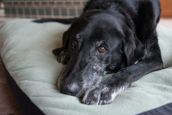 Old Black Dog with Gray Muzzle Relaxing at Home