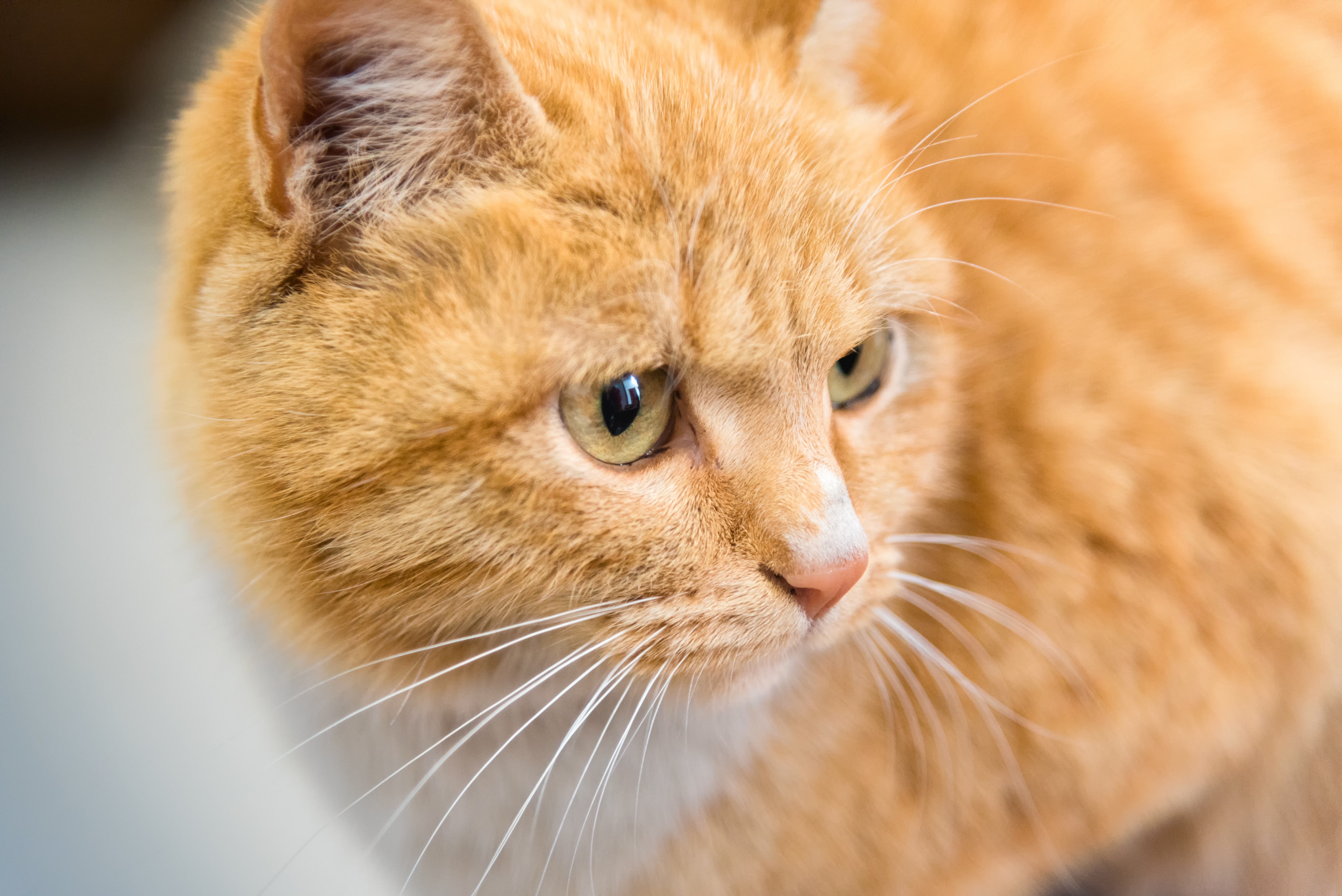 A ginger cat looks intently to the side, with soft, detailed fur standing out against a blurred background.