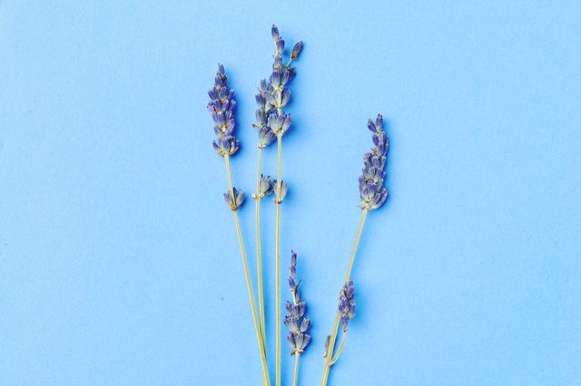 Lavender sprigs rest against a light blue background, displaying delicate purple flowers on slender green stems.