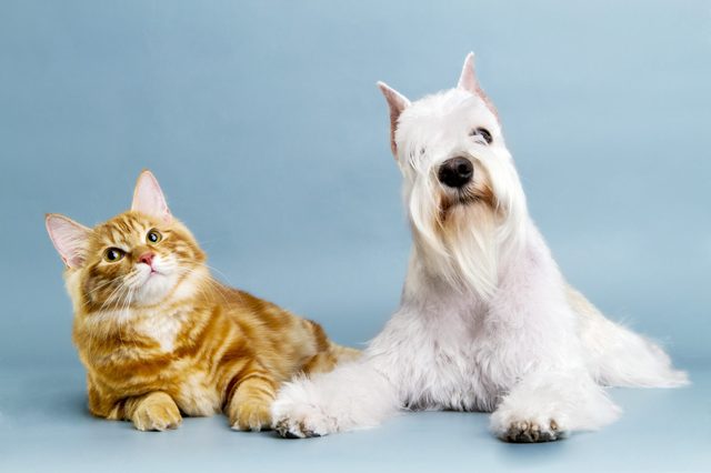 A fluffy cat and a long-haired dog sit together against a light blue background, both looking forward calmly.