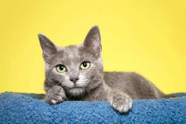Gray cat resting on a blue blanket against a bright yellow background.