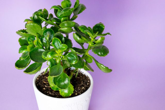 A lush green plant grows in a white pot against a plain purple background.