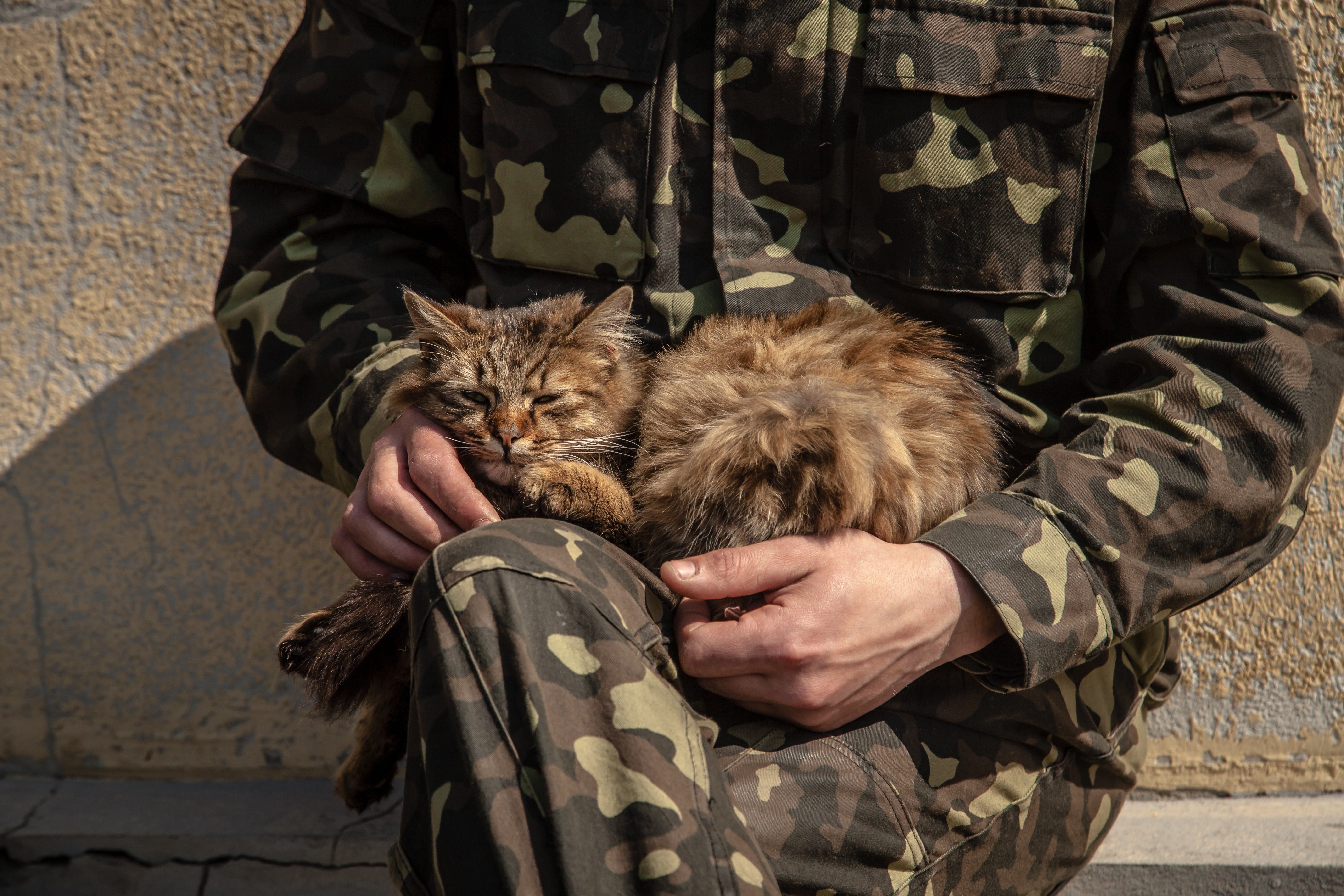 Cat sleeps on a person's lap, both wearing camouflage, sitting against a textured wall.