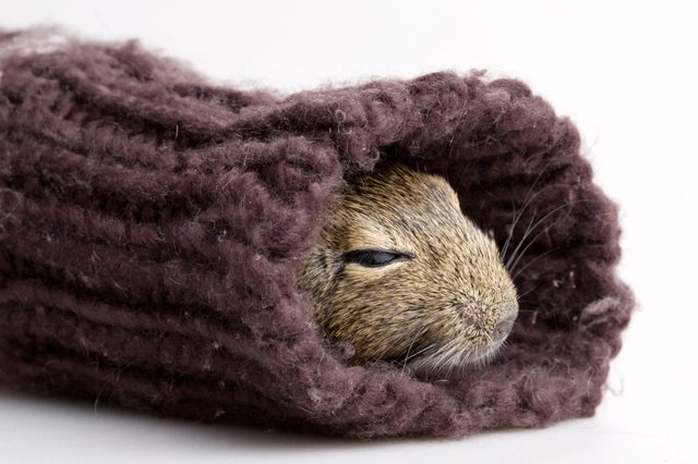 A small rodent nestles inside a knitted wool sock, resting peacefully against a plain white background.