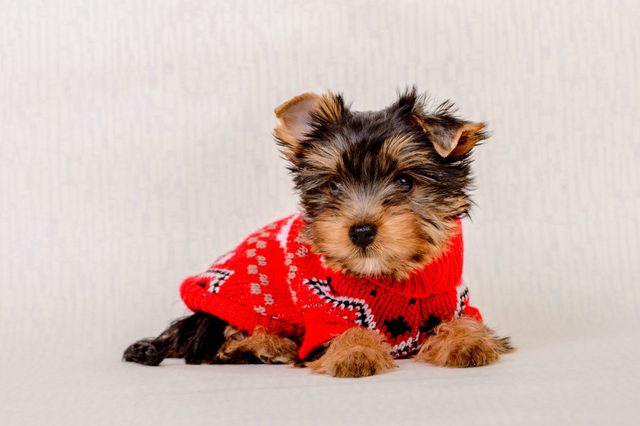 A small puppy wearing a red sweater rests on a light, textured surface, looking directly forward.