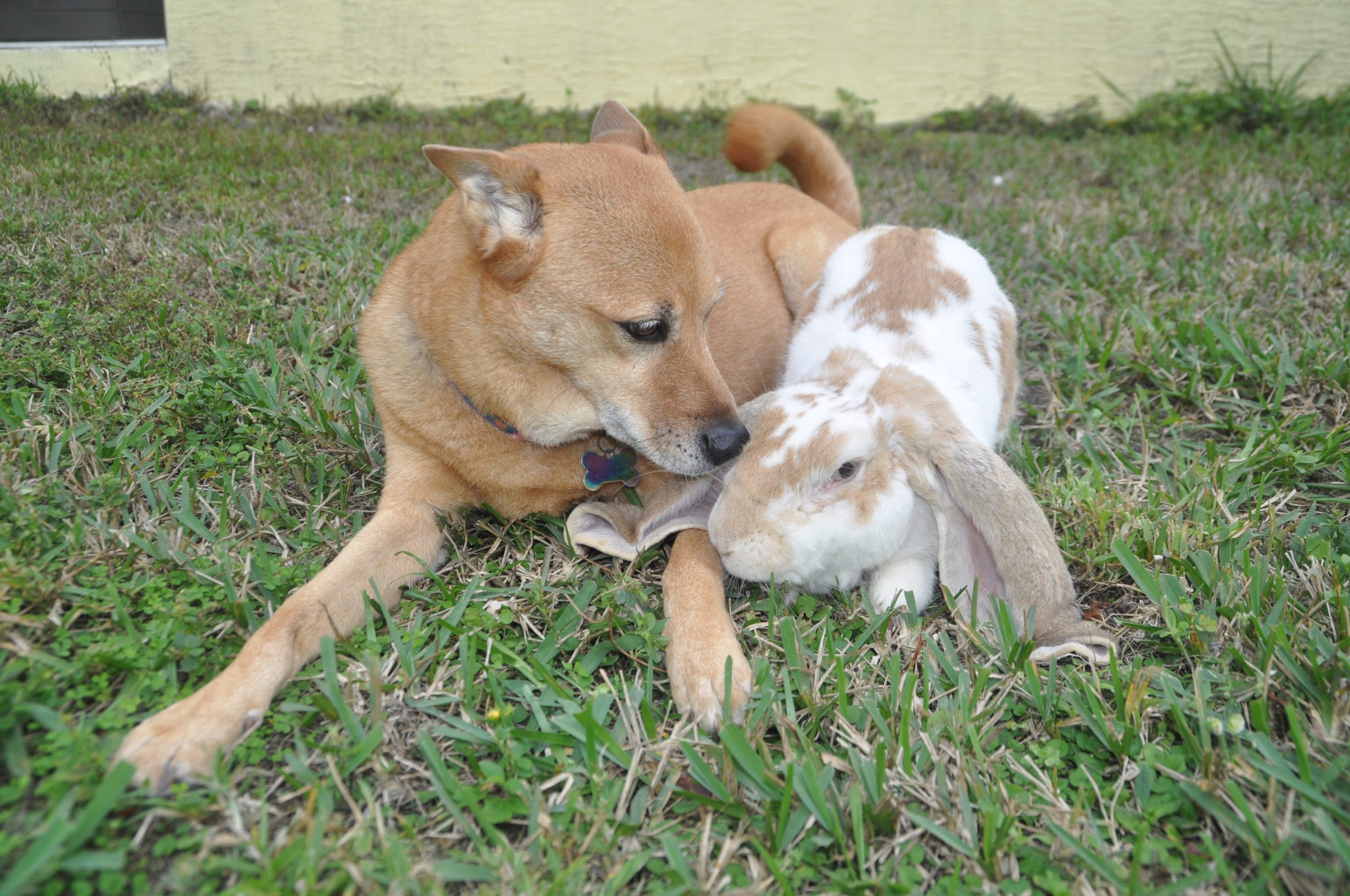 dog and bunny nuzzle in the grass