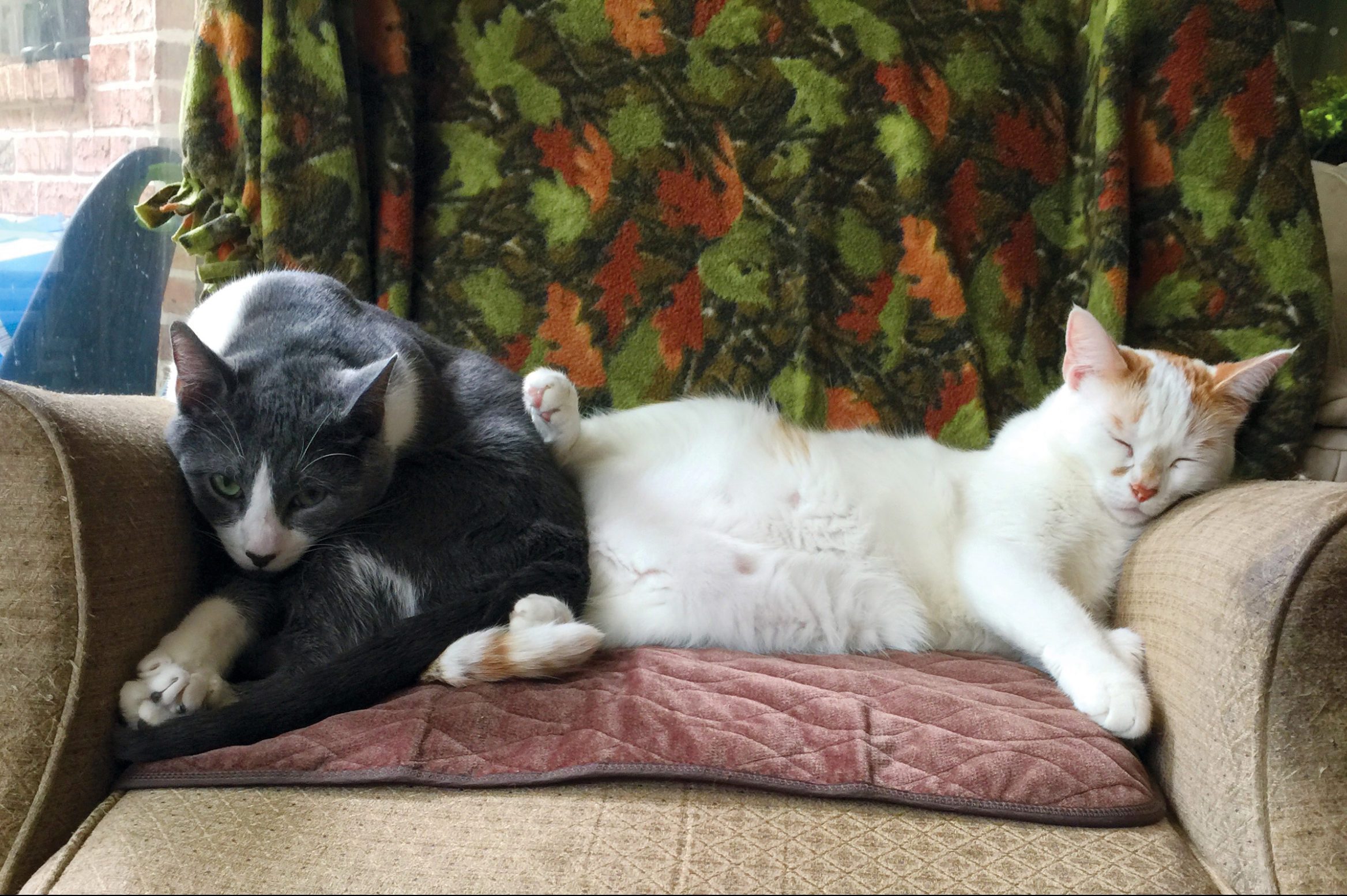 two cats sharing one seat; one cat is pushing the other to have more space