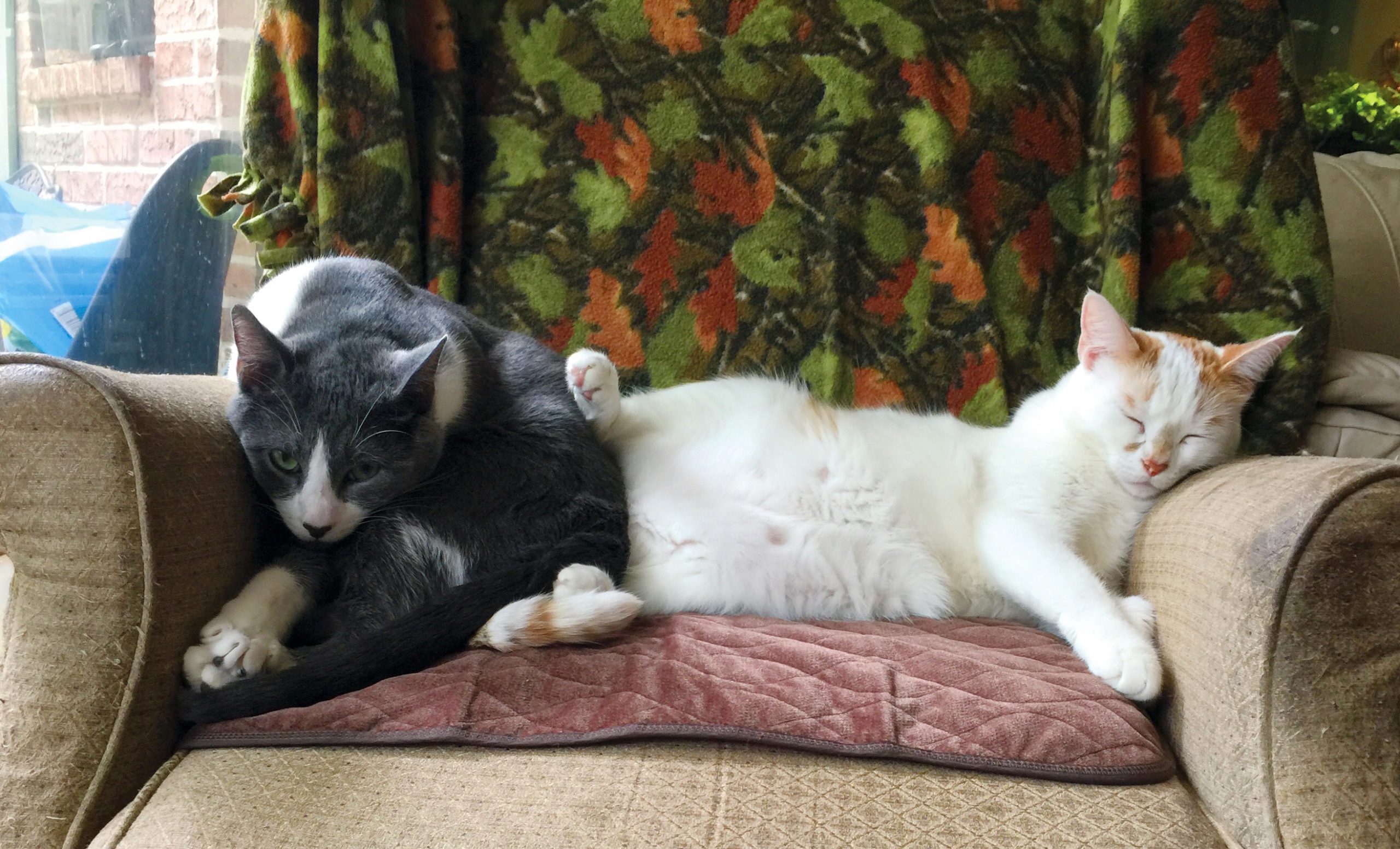 two cats sharing one seat; one cat is pushing the other to have more space