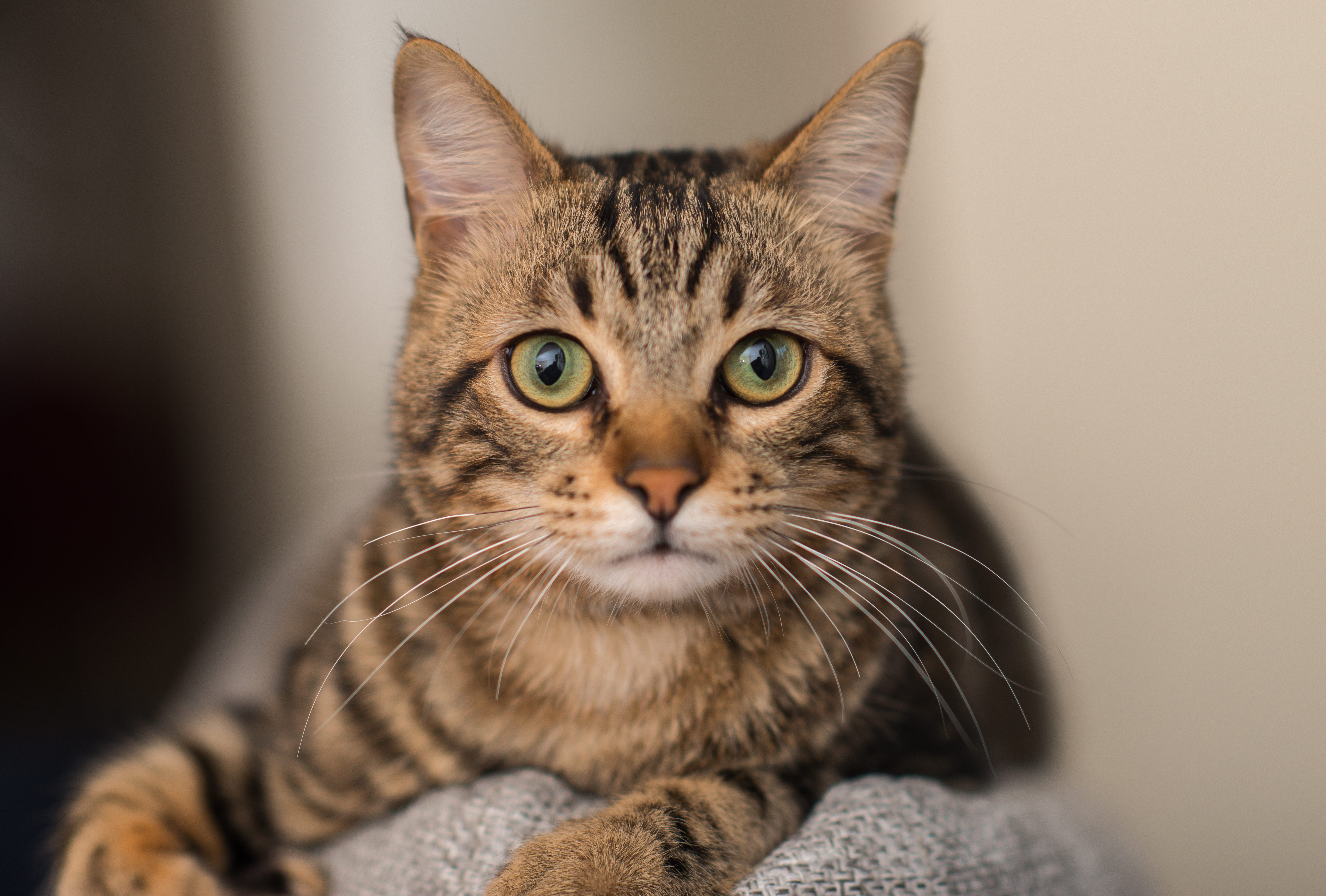Relaxed domestic cat at home, indoor
