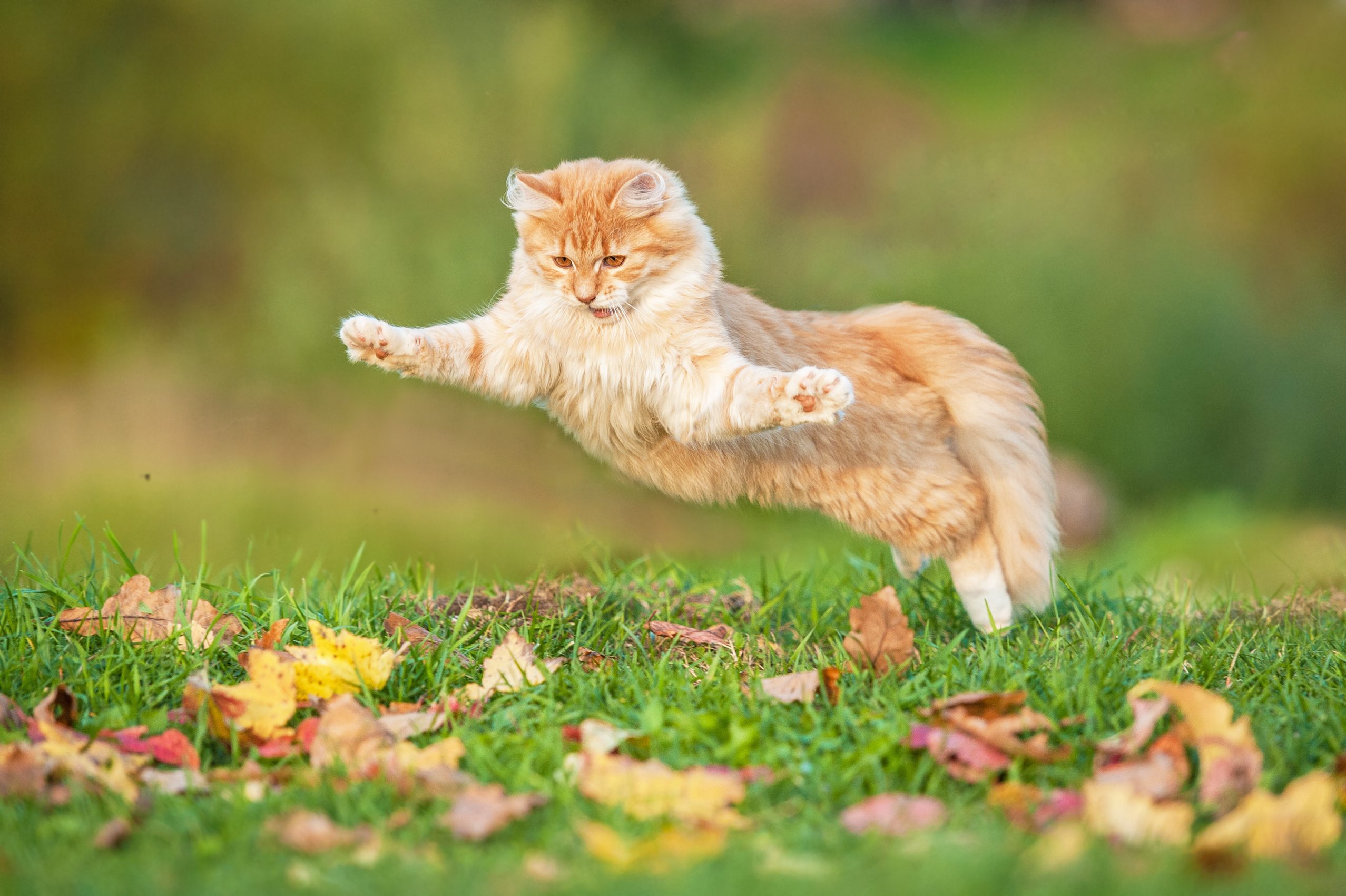 Funny cat flying in the air in autumn