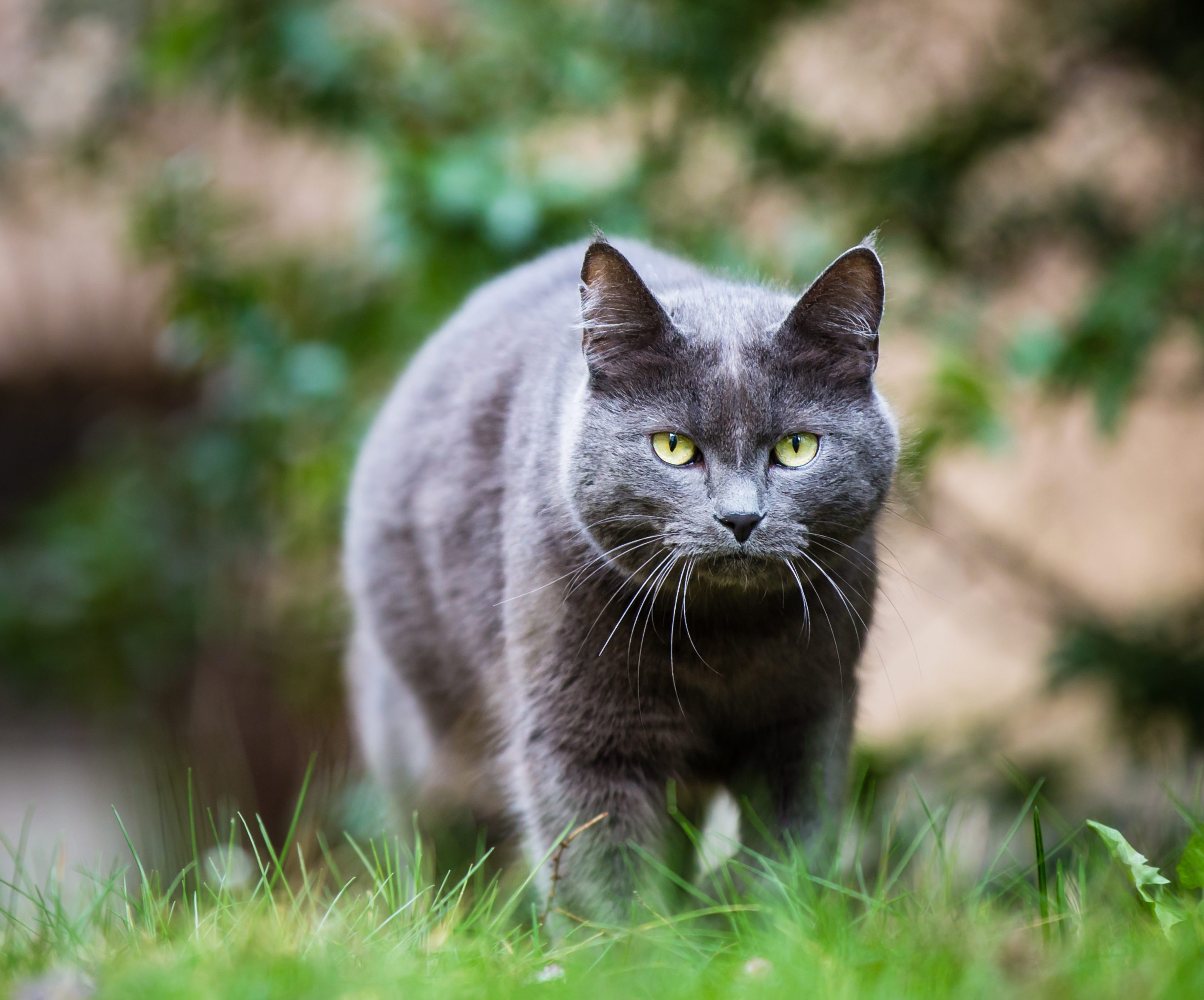 Cat outdoors on a green lawn, walking towards you