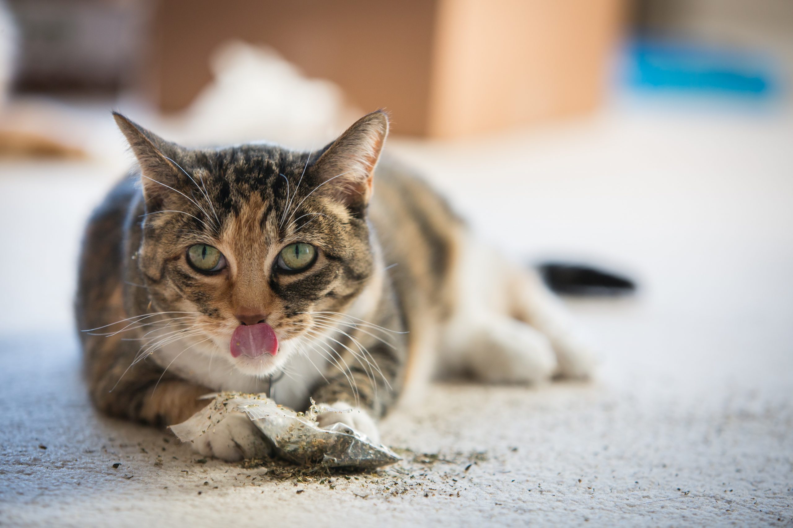 Calico cat licking catnip from lips