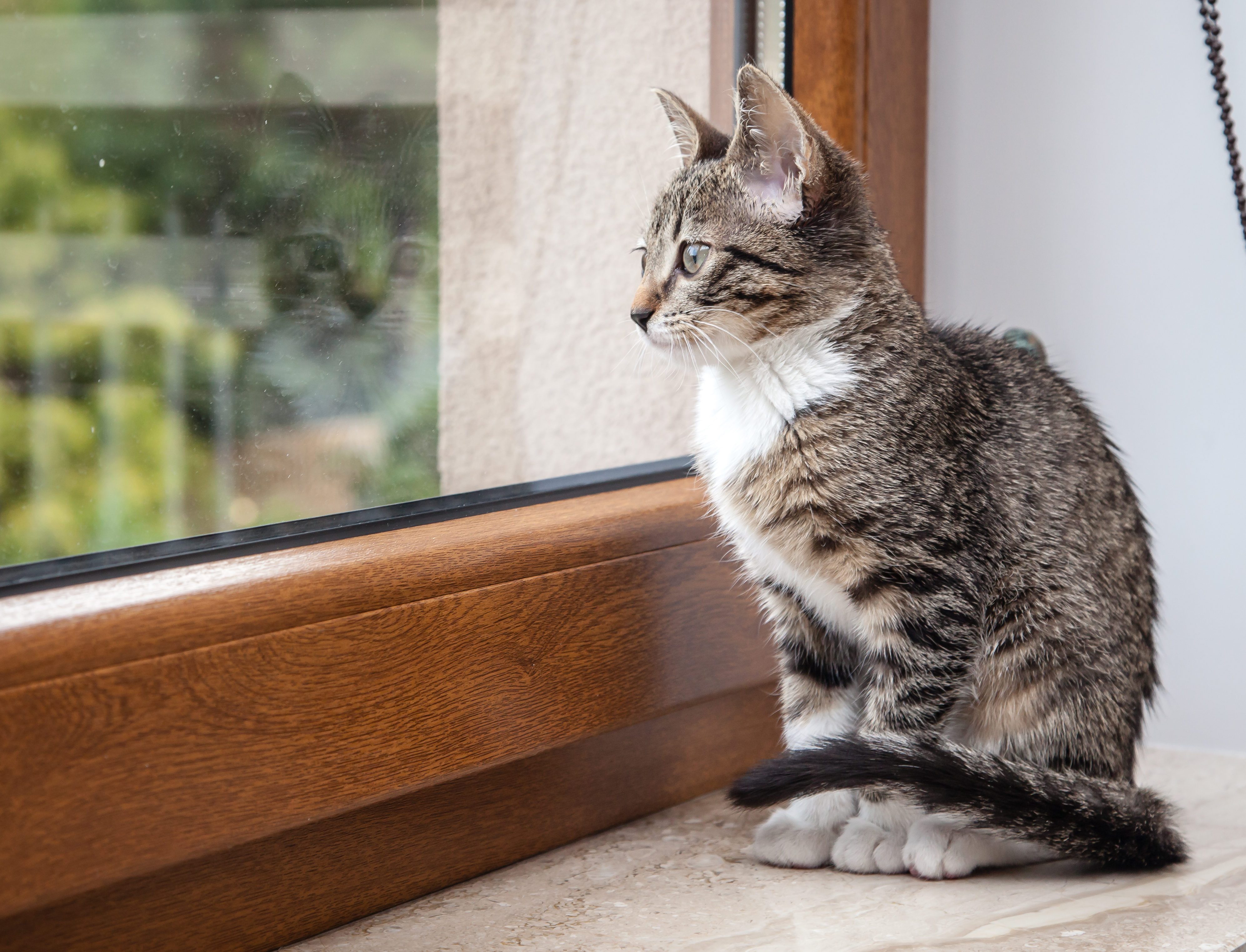 Small grey pet kitten starring out apartment window