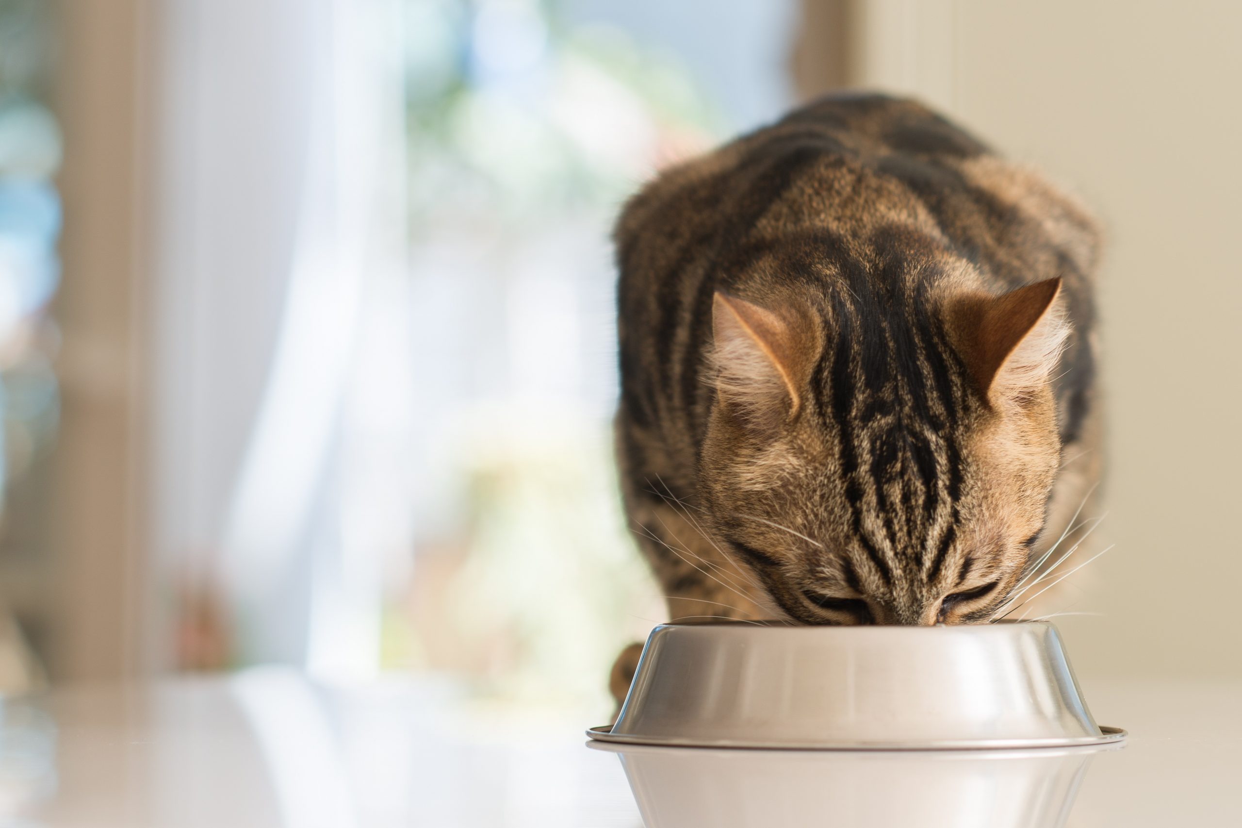 Beautiful feline cat eating on a metal bowl. Cute domestic animal.