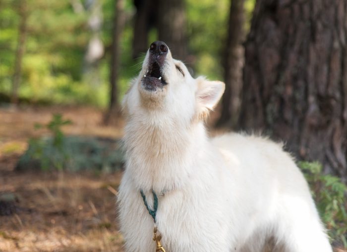 White Swiss Shepherd Dog. Berger Blanc Suisse White german shepherd. White german shepherd in the summer wood forest the dog howls and barks. Berger Blanc Suisse