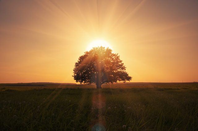 A solitary tree stands silhouetted against a glowing sunset, surrounded by an open field and distant horizon.