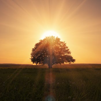 A solitary tree stands silhouetted against a glowing sunset, surrounded by an open field and distant horizon.