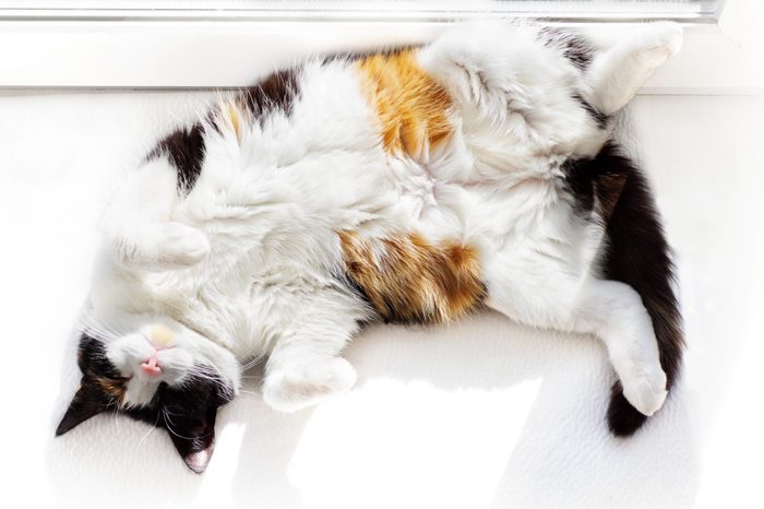 Funny white cat top view lying on back on windowsill indoors.