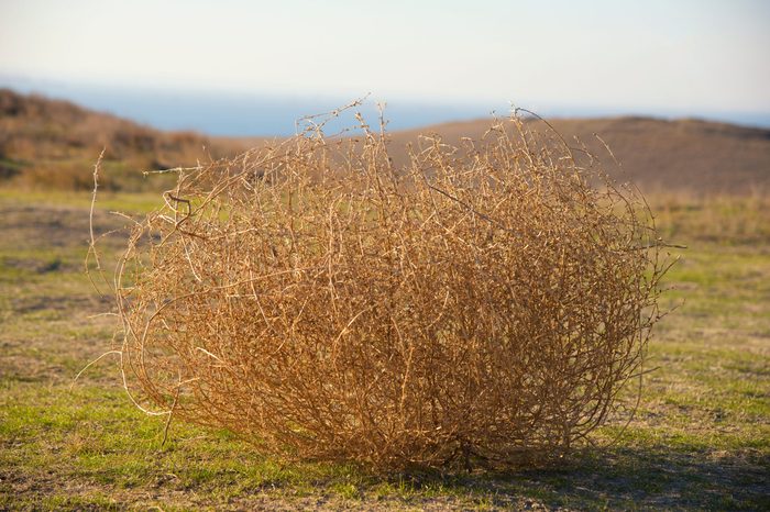 Tumbleweed in the steppe