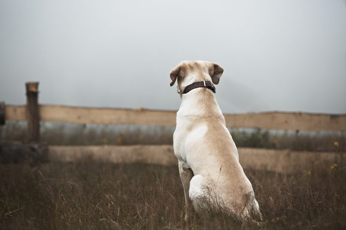 Yellow labrador retriever is waiting on field.