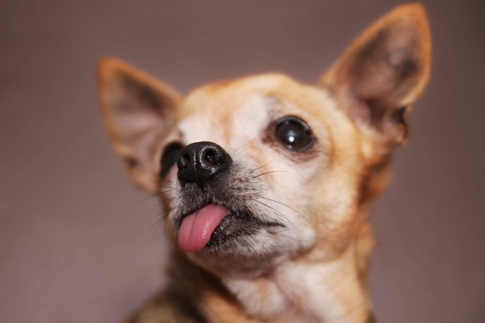 a cute chihuahua with his tongue hanging out (shallow DOF)