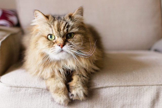Fluffy brown cat lounges on a beige couch, looking forward with striking green eyes, in a cozy living room setting.